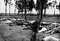 Image 3Picture showing Armenians killed during the Armenian Genocide. Image taken from Ambassador Morgenthau's Story, written by Henry Morgenthau, Sr. and published in 1918.
