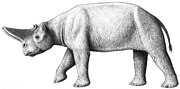 Arsinoitherium, a rhino-like embrithopod