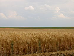 厄尔-卢瓦省德勒和沙特尔之间的大麦田。