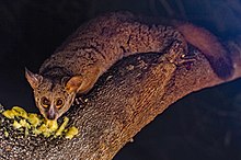 粗尾婴猴（Otolemur crassicaudatus）