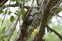 C. f. bocourti mating pair in Nonthaburi, Thailand (colour difference is individual, not related to male/female)