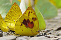 黄色银纹型雌蝶，红斑发达型