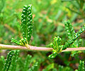 Ceanothus hearstiorum