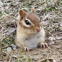 Eastern chipmunk peeking out of burrow