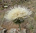 Cirsium neomexicanum