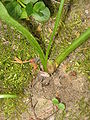 Colchicum alpinum seed pod