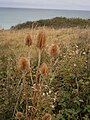 Dipsacus sylvestris old inflorescence