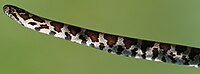 Eastern Milk Snake found near Decatur, New York on May 29, 2022