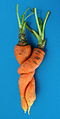 Entwined carrots