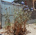 Echinops macrophyllus