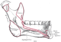Inner surface of the Mandible seen from the side. The insertion of the mylopharyngeal part of the superior pharyngeal constrictor muscle is marked as "sup const".