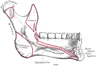 Left side, medial view (closer to spine)