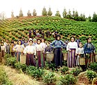 乔治亚巴统地区的希腊妇女与儿童收获茶叶
