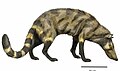 Hyaenodon mustelinus