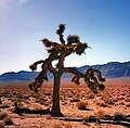 短叶丝兰 Yucca brevifolia