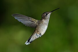 Juvenile Male Ruby-throated Hummingbird