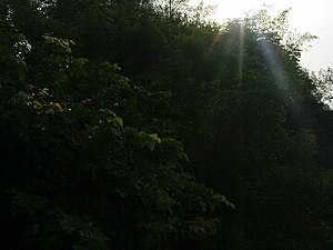 K.Pudur Village Green trees