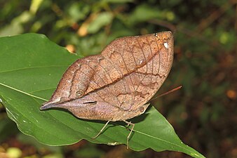 Ventral view