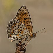 Knapweed fritillary (Melitaea phoebe) underside Bulgaria