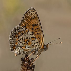 Knapweed fritillary Melitaea phoebe Bulgaria