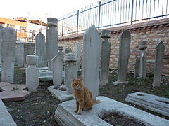 小圣索菲亚大教堂墓园的橘猫