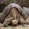 Lonesome George, the last surviving Pinta giant tortoise