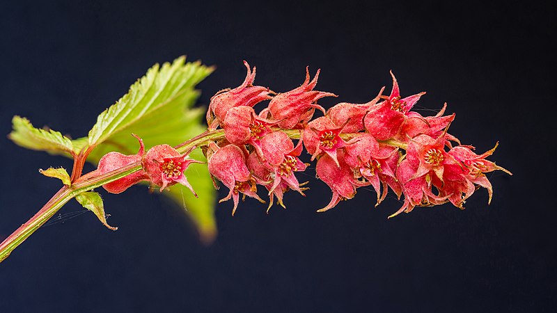 图为川康绣线梅（Neillia affinis）的花。