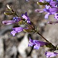 Flowers of Penstemon papillatus