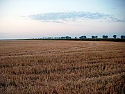 Agricultural landscape in Aranca Plain