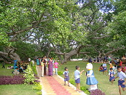 The biggest banyan tree Pillalamarri, symbol of the district