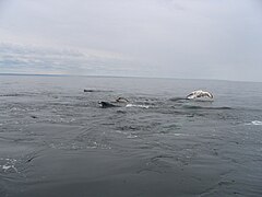 Humpback whales, dorsals, pectoral fins, Whale Research Expeditions whit Mingan Island Cetacean Study (MICS)