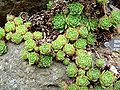 Sempervivum nevadense