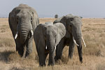 Elephant herd without babies