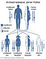 X-linked recessive inheritance, carrier mother