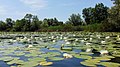 Zaporozhye Right Bank (White water lily formation)