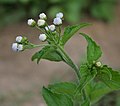 in Narsapur, Medak district（英语：Narsapur, Medak district）.