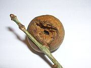 Oak marble gall depredated by a bird