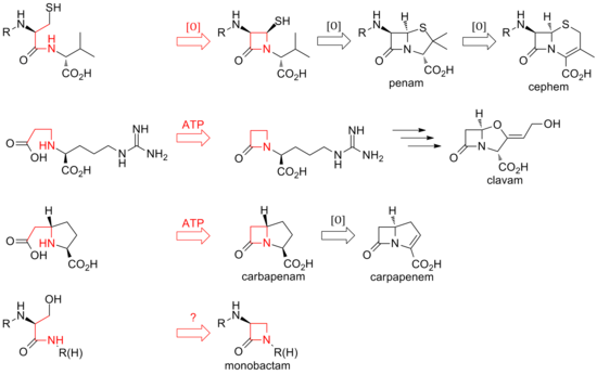 Overview of biosynthetic routes to the different classes of β-lactam compounds.