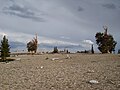 One of my favorite pictures I've taken. Ancient Bristlecone Pine Forest. Sierra Nevadas, California