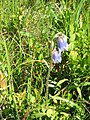 Campanula barbata