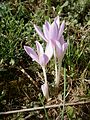 Colchicum autumnale