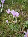 Colchicum autumnale clump