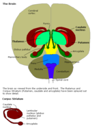 杏仁核是杏仁状的暗红色。穹窿，丘脑，乳头体，苍白球，壳核，尾状核，海马回。