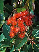Corymbia ficifolia Flowers