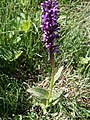 Dactylorhiza traunsteineri