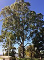 "The Queen's Tree", Kings Park, Perth, WA.