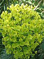 Euphorbia characias inflorescence