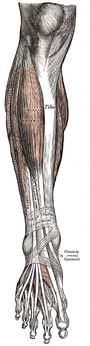Tibialis anterior