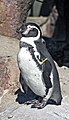 Humboldt Penguin Spheniscus humboldti