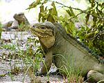 Iguana sitting down